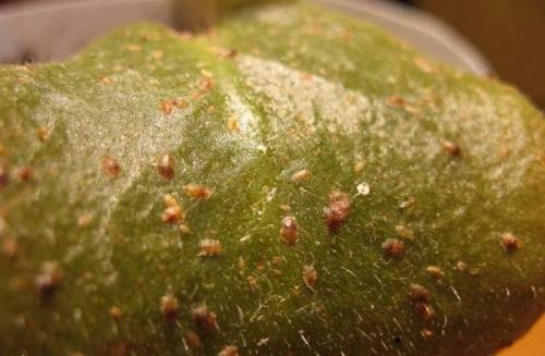 Какие существуют методы обработки фиалки от болезней. Болезни фиалок с фотографиями и их лечение