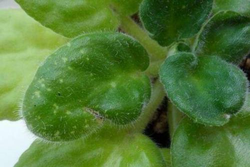 Какие существуют методы обработки фиалки от болезней. Болезни фиалок с фотографиями и их лечение