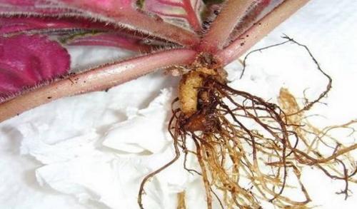 Какие существуют методы обработки фиалки от болезней. Болезни фиалок с фотографиями и их лечение