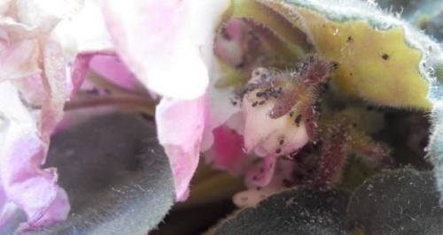 Полное руководство по обработке фиалки от болезней 02 Полное руководство по обработке фиалки от болезней 02