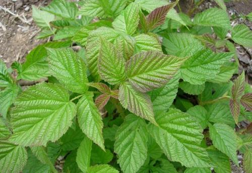 Чем удобрять саженцы малины. Подкормка садовой малины с весны до осени