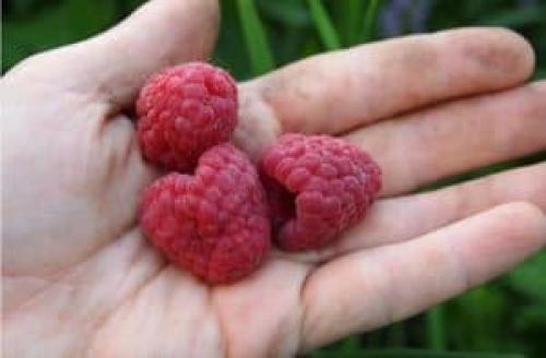 Садовая малина. Сорта малины: описание с фотографиями