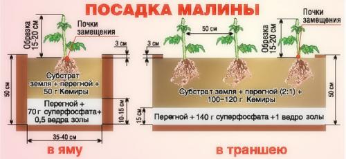 Малина ремонтантная посадка и уход в открытом грунте. Выращивание ремонтантной малины на участке