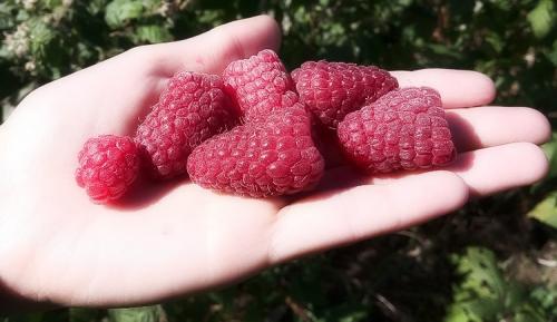 Малина ремонтантная посадка и уход в открытом грунте. Выращивание ремонтантной малины на участке