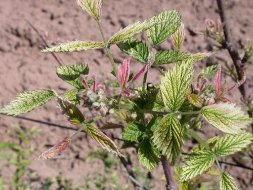 Чем удобрять саженцы малины. Подкормка садовой малины с весны до осени