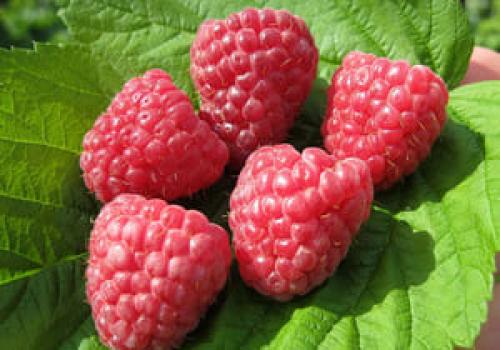 Садовая малина. Сорта малины: описание с фотографиями