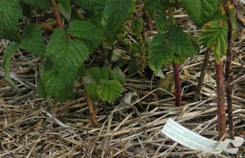 Чем удобрять саженцы малины. Подкормка садовой малины с весны до осени