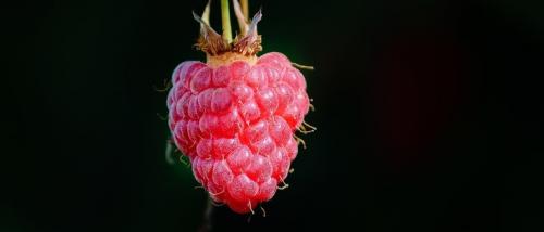 Садовая малина. Сорта малины: описание с фотографиями