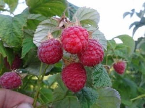 Садовая малина. Сорта малины: описание с фотографиями