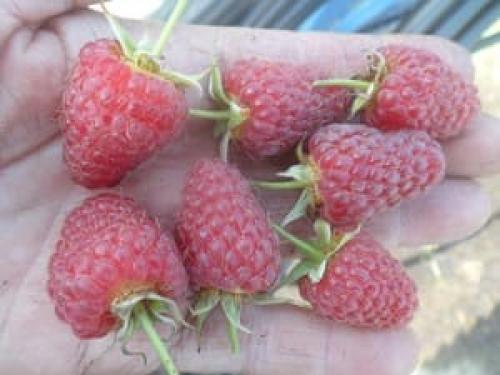 Садовая малина. Сорта малины: описание с фотографиями