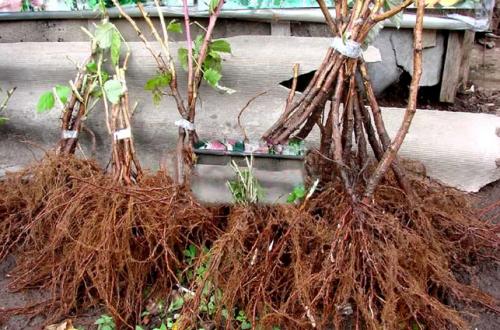 Пересадка малины осенью на новое место