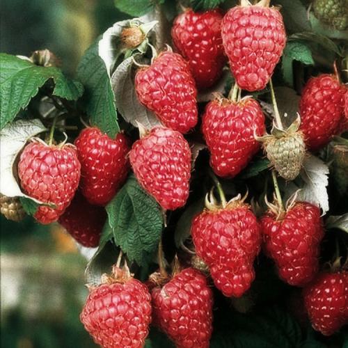 Малина ремонтантная посадка и уход в открытом грунте. Выращивание ремонтантной малины на участке