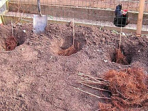 Пересадка малины осенью на новое место