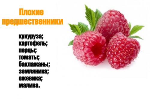 Пересадка малины осенью на новое место