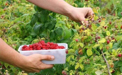 Чем удобрять саженцы малины. Подкормка садовой малины с весны до осени