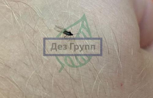 Удаление мошек с растений: эффективные методы 03