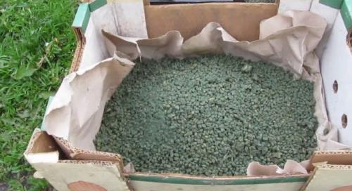 Триходерма из трутовика. Выращиваем триходерму сами