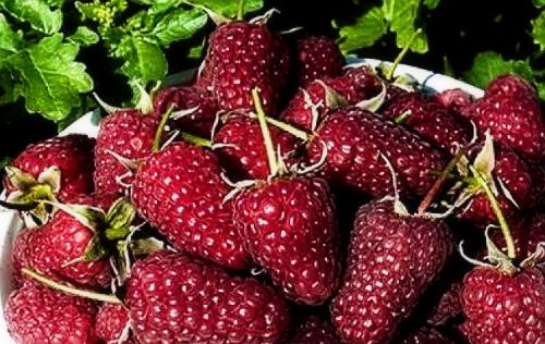 Выращивание ремонтантной малины на участке