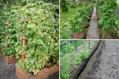 Все о выращивании малины. Условия содержания растения 02