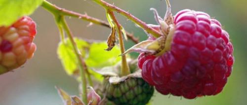 Все о выращивании малины. Условия содержания растения 01 Все о выращивании малины. Условия содержания растения 01