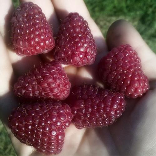 Выращивание ремонтантной малины на участке