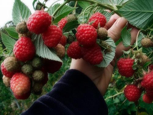 Выращивание ремонтантной малины на участке