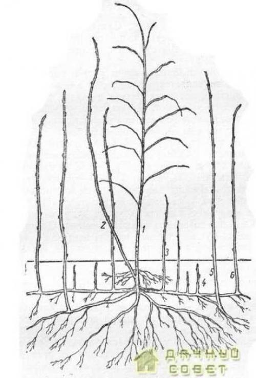 Все о малине. БИОЛОГИЧЕСКИЕ ОСОБЕННОСТИ МАЛИНЫ
