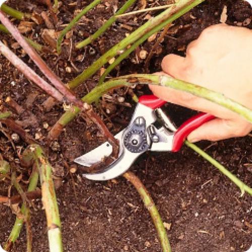 Уход за малиной осенью подкормка. ОСЕННИЙ УХОД ЗА МАЛИНОЙ САДОВОЙ (летней)