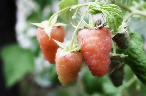 Уход за малиной ремонтантной. Выращивание ремонтантной малины на участке