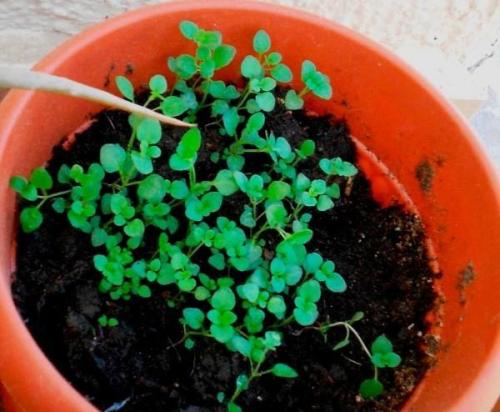 Полезные советы по выращиванию тимьяна из семян. Выращивание рассады тимьяна: как получить крепкие и здоровые кустики