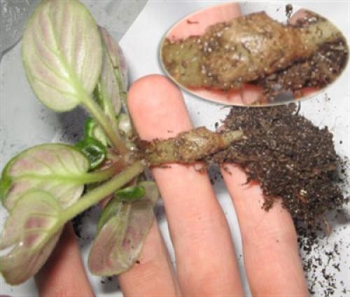 Как определить, что в фиалках завелись мошки. Фотографии опасных вредителей фиалок. Эффективные способы лечения