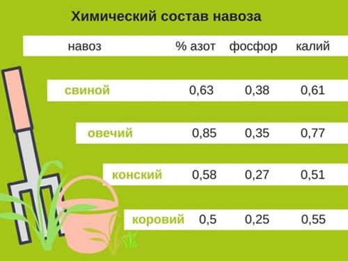 Навоз под малину осенью. Удобряем малину навозом и коровяком