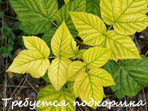 Навоз под малину осенью. Удобряем малину навозом и коровяком