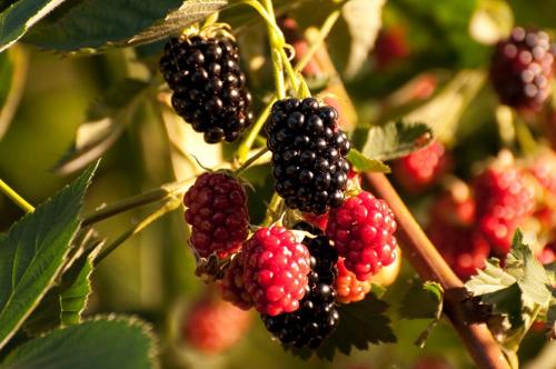 Процветок малина. Болезни малины и ежевики. Как распознать?