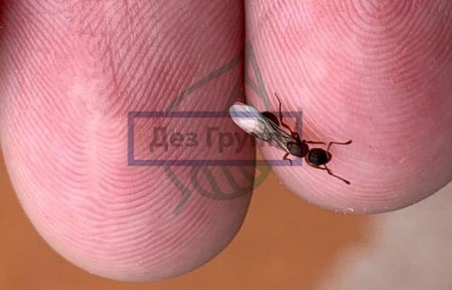 Почему в комнате появились мошки и как от них избавиться 01 Почему в комнате появились мошки и как от них избавиться 01