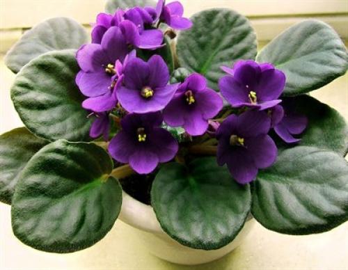 Как определить, что фиалки заражены мошками. Фотографии опасных вредителей фиалок. Эффективные способы лечения