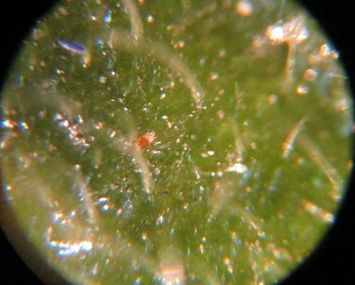 Можно ли использовать химические препараты для борьбы с мошками на фиалках. Клещи