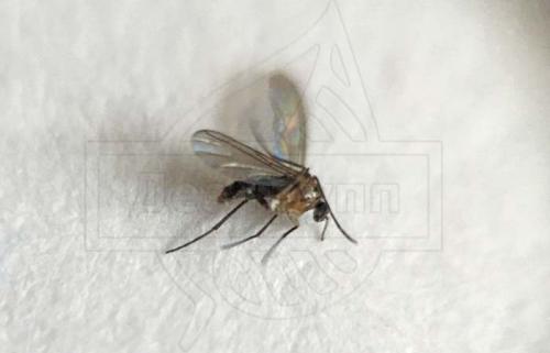 Почему в комнате появились мошки и как от них избавиться 02 Почему в комнате появились мошки и как от них избавиться 02