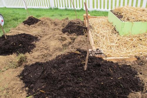 Посадка малины весной. Как и когда сажать малину весной