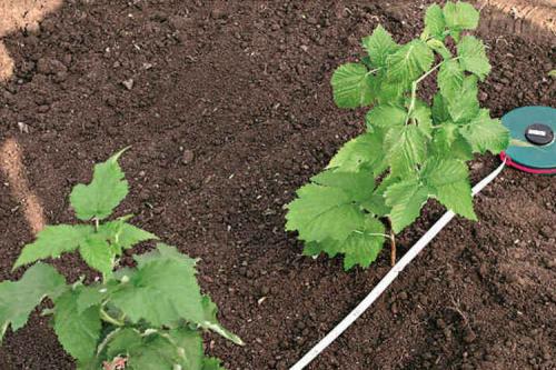 Посадка малины весной. Как и когда сажать малину весной