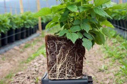 Посадка малины весной. Как и когда сажать малину весной