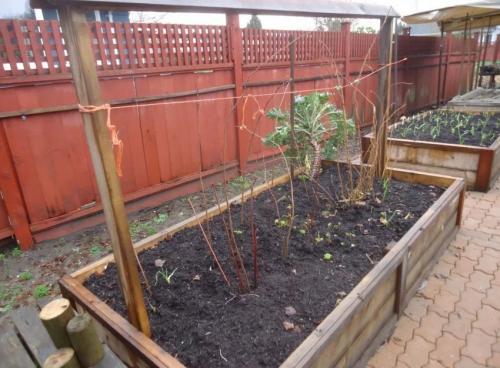 Уход за малиной после посадки. Выращивание малины 02