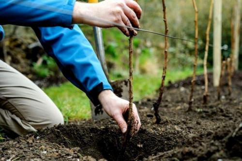 Посадка малины весной. Как и когда сажать малину весной