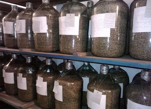 Семена хвойных деревьев. Как вырастить сосну из шишки в домашних условиях: посев семян, уход за растениями