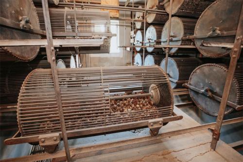 Семена хвойных деревьев. Как вырастить сосну из шишки в домашних условиях: посев семян, уход за растениями