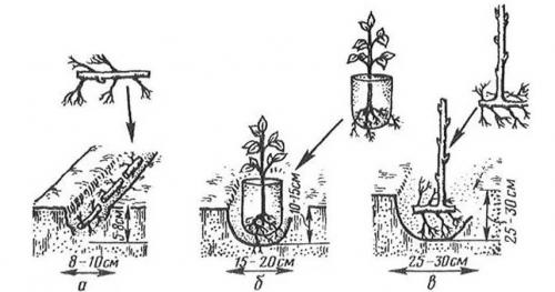 В каком месяце сажать малину. Как и когда нужно сажать малину весной