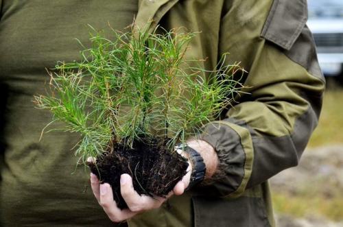 Как замачивать семена хвойных. Как вырастить сеянцы сосны или елки на подоконнике