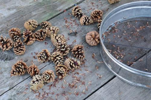 Семена хвойных деревьев. Как вырастить сосну из шишки в домашних условиях: посев семян, уход за растениями