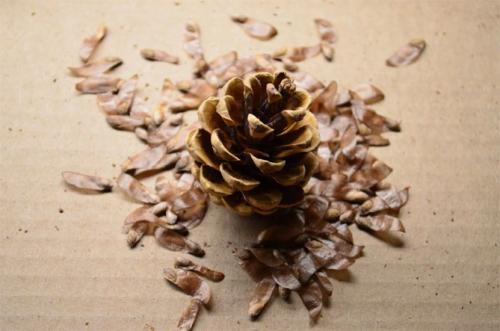 Семена хвойных деревьев. Как вырастить сосну из шишки в домашних условиях: посев семян, уход за растениями