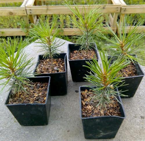 Семена хвойных деревьев. Как вырастить сосну из шишки в домашних условиях: посев семян, уход за растениями